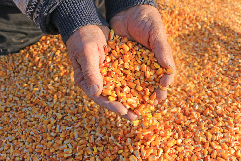10月5日，华北成为全国玉米价格的“洼地”，贸易商开始“抢”收