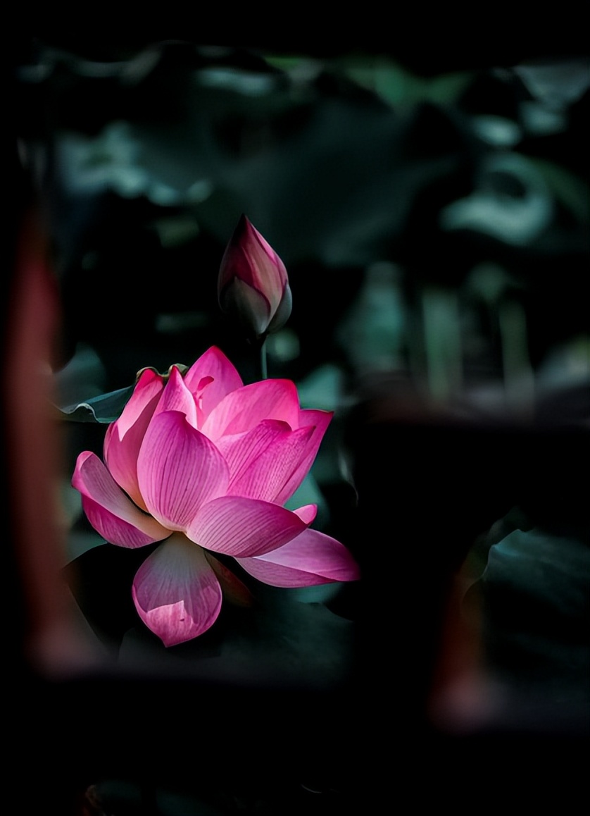 十二首古人描写夏夜的诗词，看古人如何仰望星空，触笔成荫