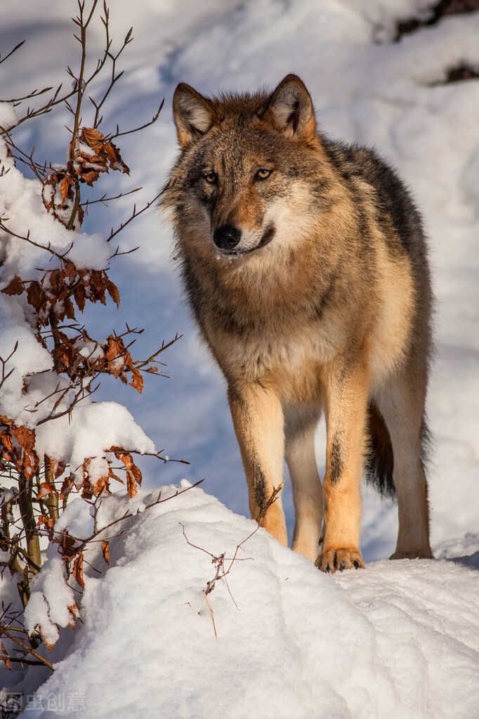 狼的野性是与生俱来的.