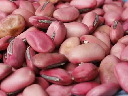 补肾果图片(刀豆有)