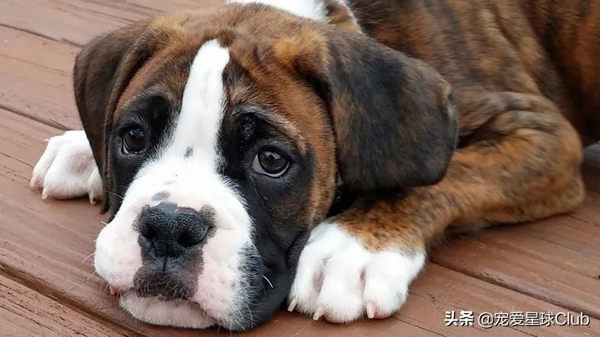 百科 | 德国拳师犬，喜欢撒娇的晚熟猛犬