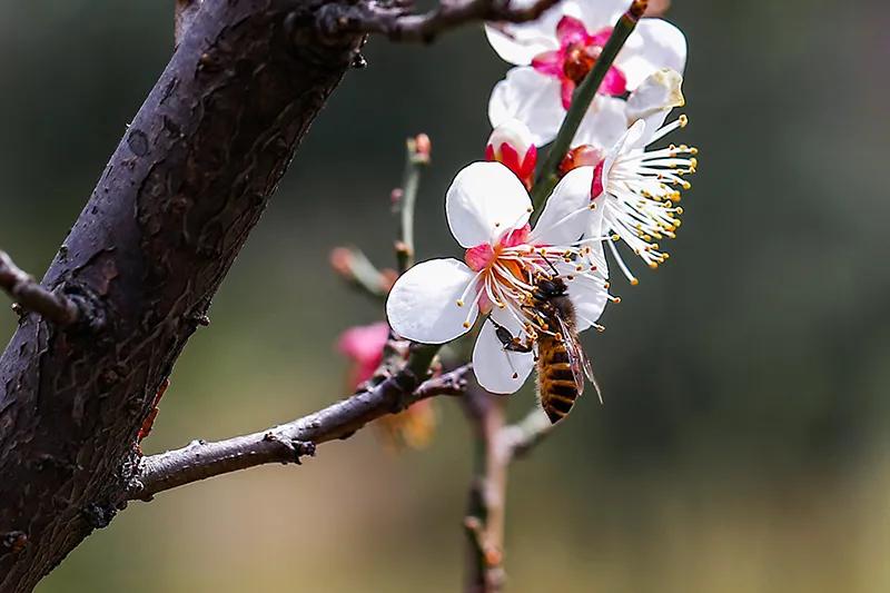 蔷薇科杏属植物杏梅（盘点杏梅种类以及特征）