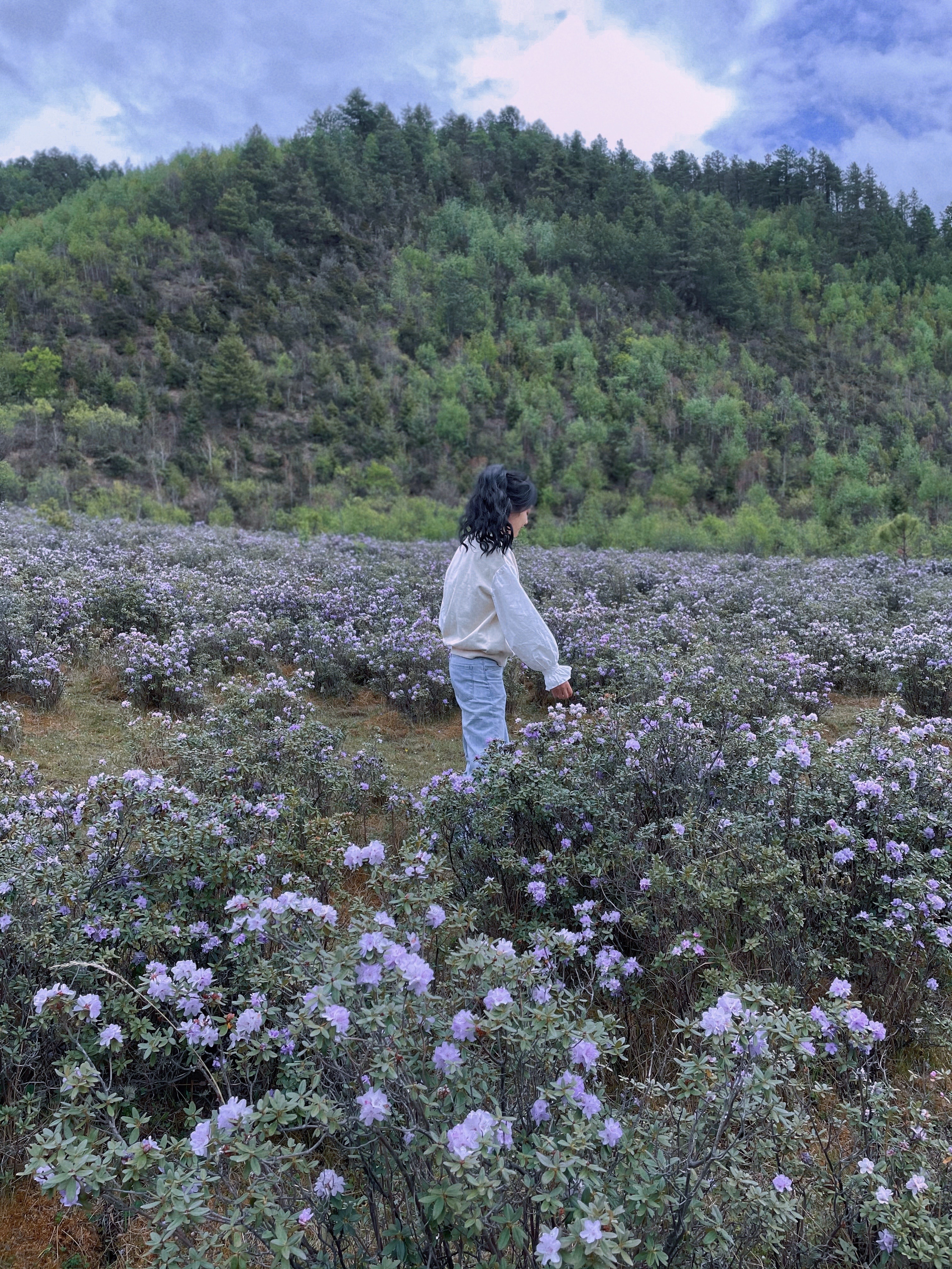 紫花杜鹃图片（云南深山紫色杜鹃花海绽放）