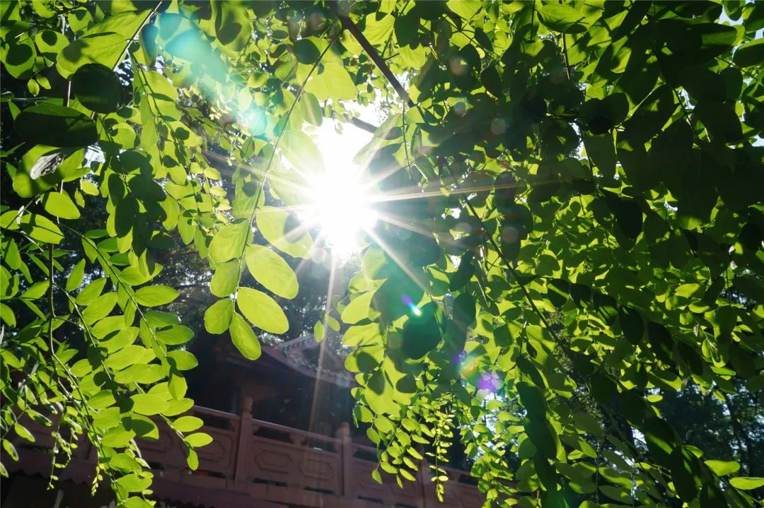 阳光洒满房间优美句子_晶羽文学网