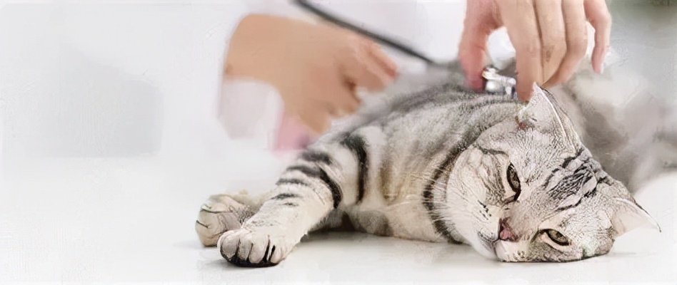 猫咪正常体温是多少（一文讲清猫咪体温问题）