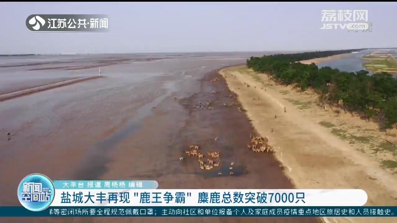 盐城大丰再现&ldquo;鹿王争霸&rdquo;麋鹿总数突破7000只