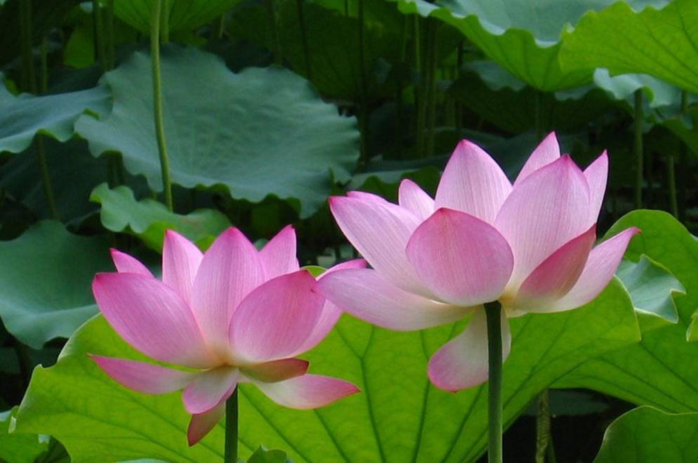 古诗词中最美的10朵花，《山园小梅》仅排第二，谁独占榜首？