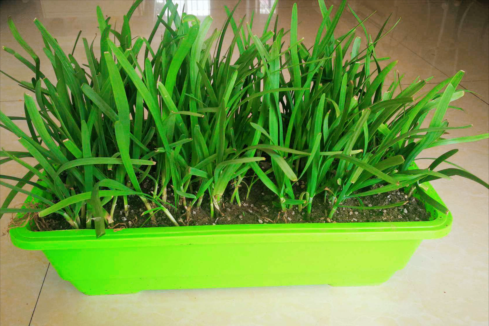 9种蔬菜根别扔掉,15天变盆景,吃不完就留着欣赏