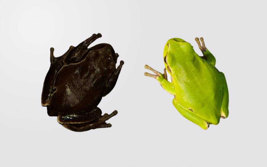切尔诺贝利黑蛙证明进化在行动(研究发现切尔诺贝利附近的树蛙通过改变颜色来适应辐射)