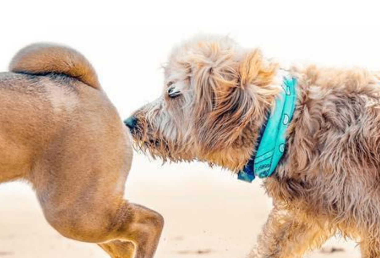 狗一见面，为什么会先“闻屁股”？狗屁股里到底有什么秘密？