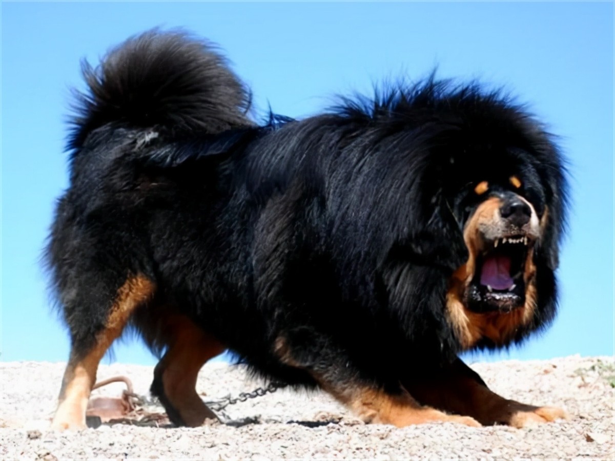 养殖户花500万订制藏獒根雕,长4米重达3吨,如今"烂"成废柴