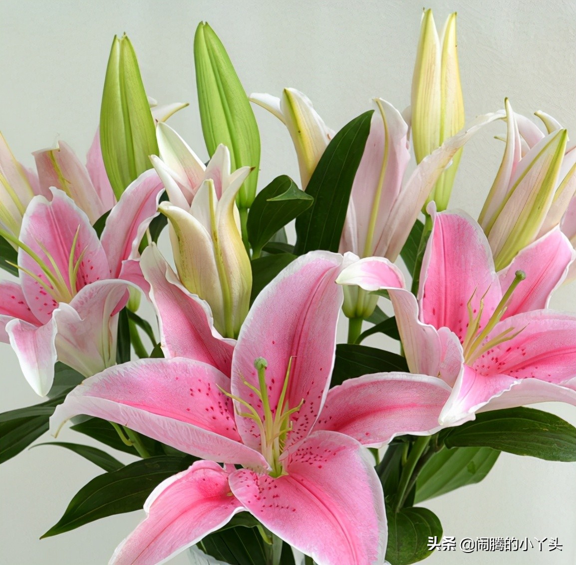 百合花的寓意及花语(百合花的寓意及花语及花语)