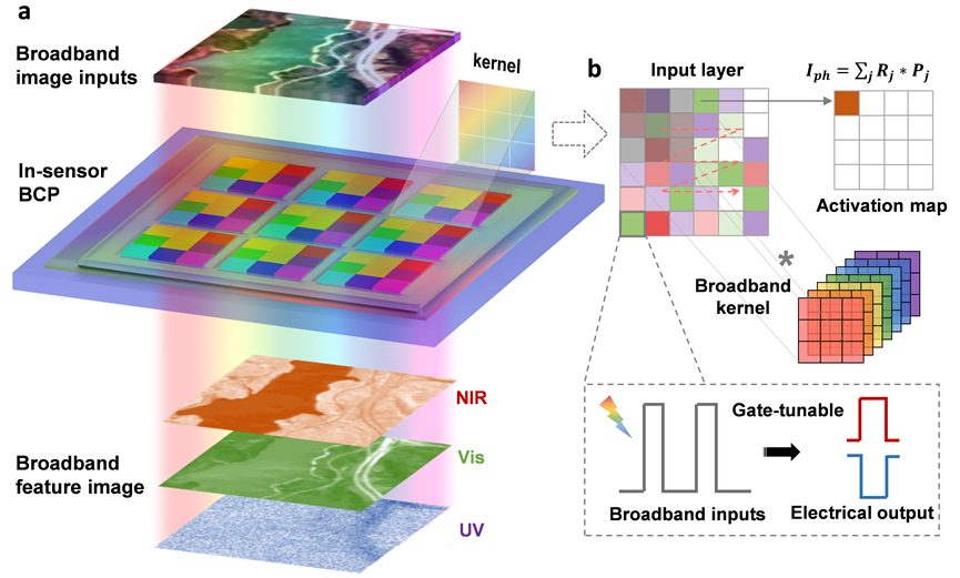 实现宽光谱感算一体智能器件 | 华科翟天佑、周兴团队