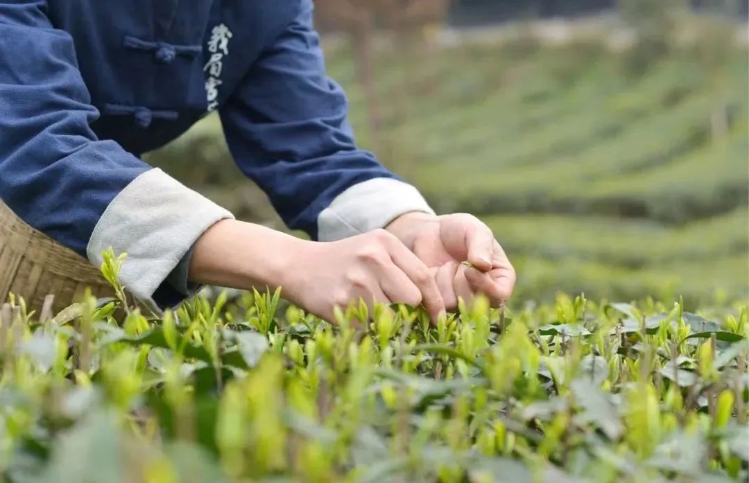 只此青绿，在此山中，去茶园里遍寻春意