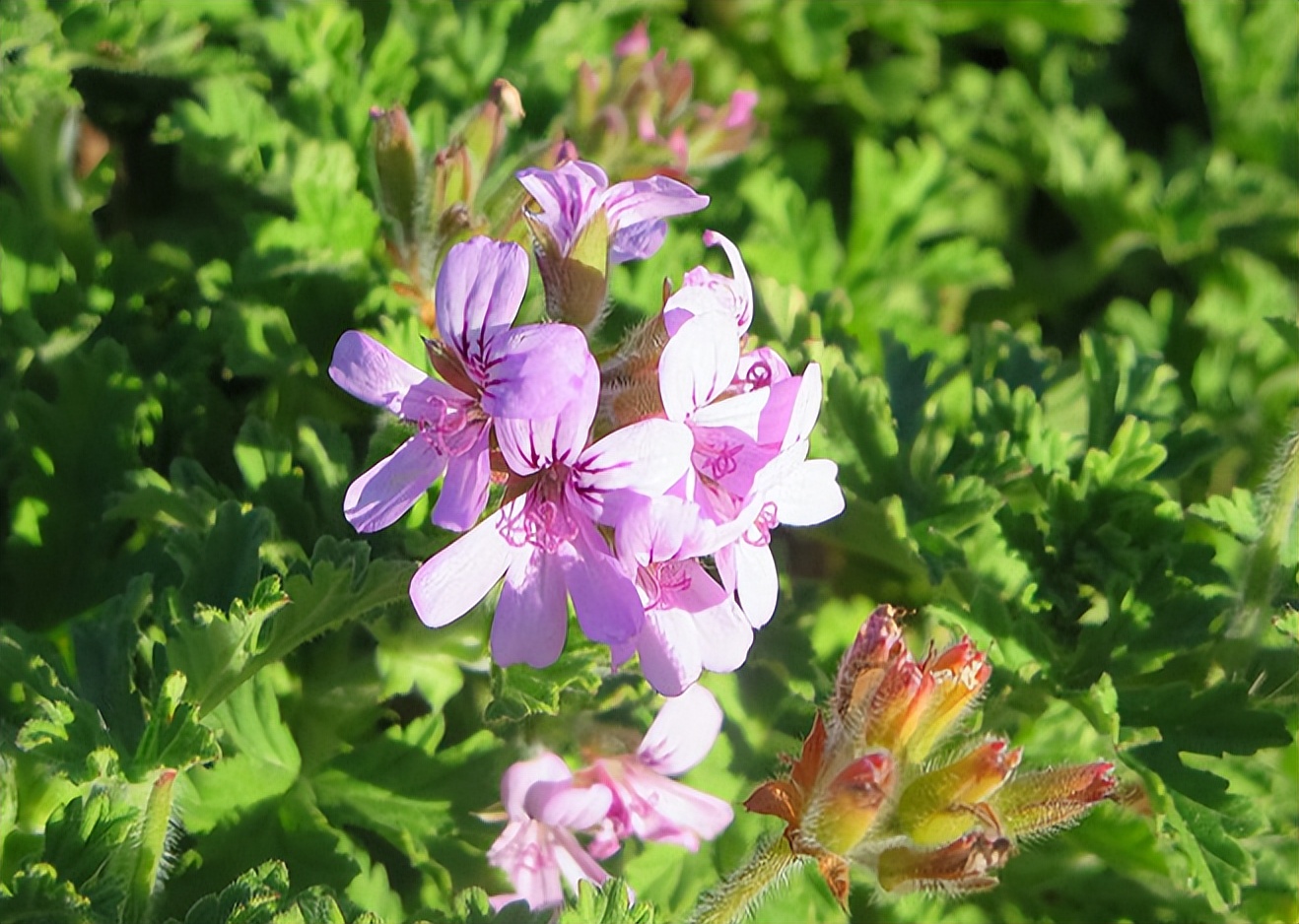 香叶天竺葵 -瑞文百科