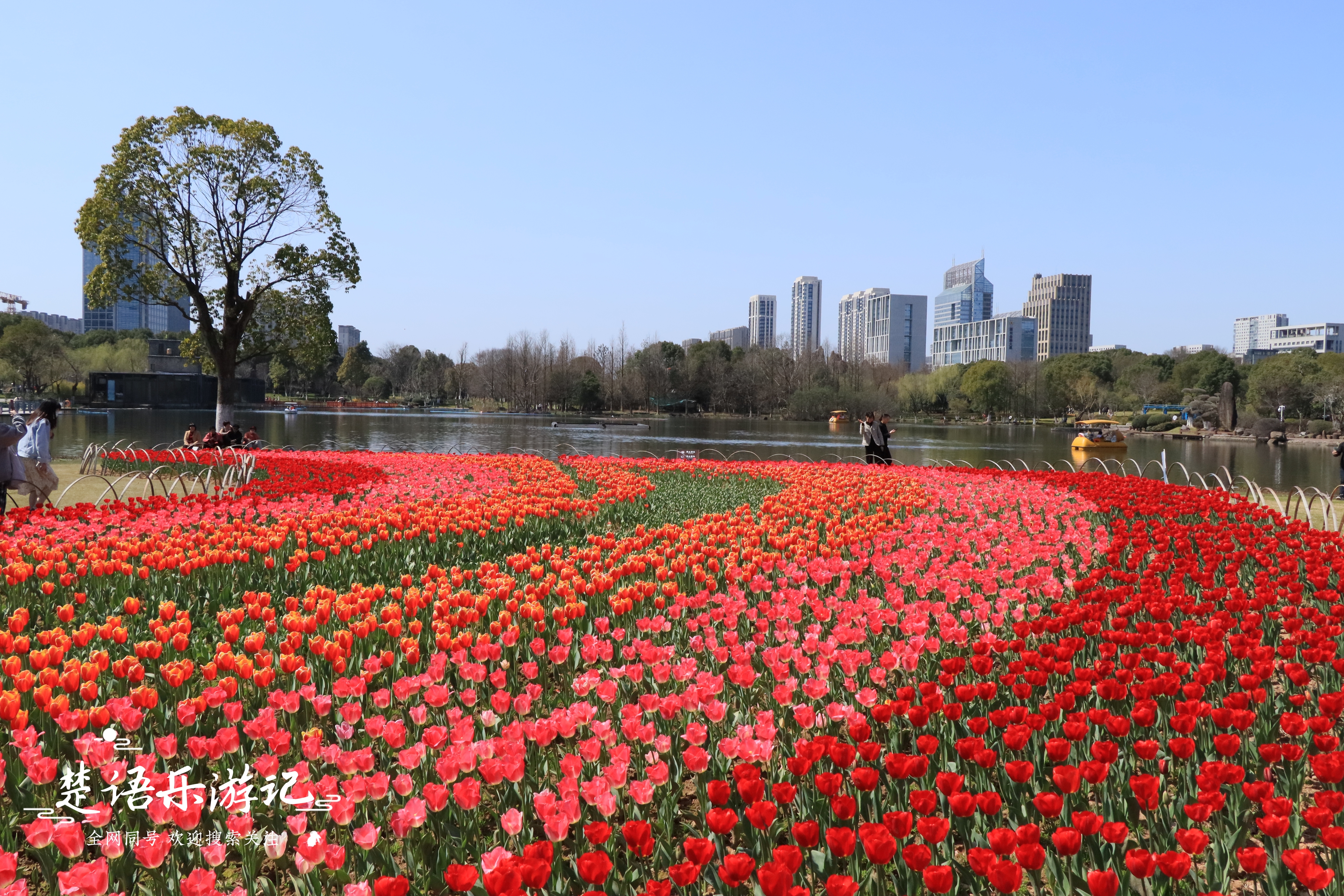 东面有郁金香花海，西面有油菜花海，浙江省宁波市这个公园又火了