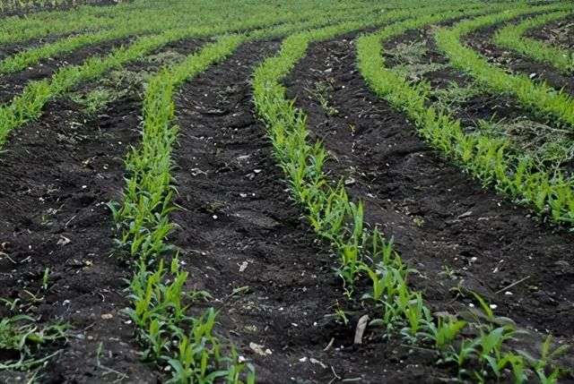 他们说，中国人可以“不吃饭”