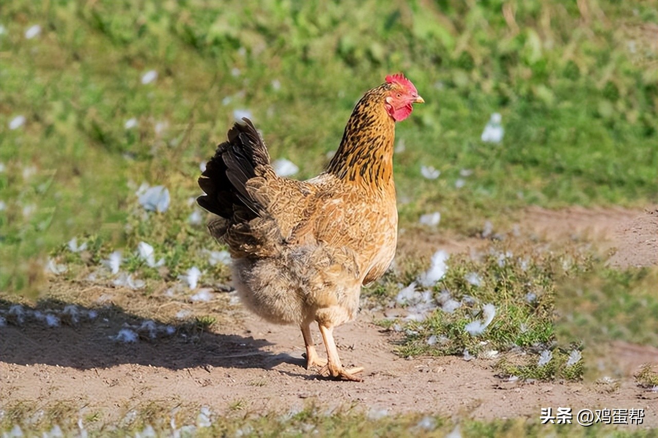 黑腿鸡多少钱一斤价格今日，黑腿鸡多少钱一斤2022
