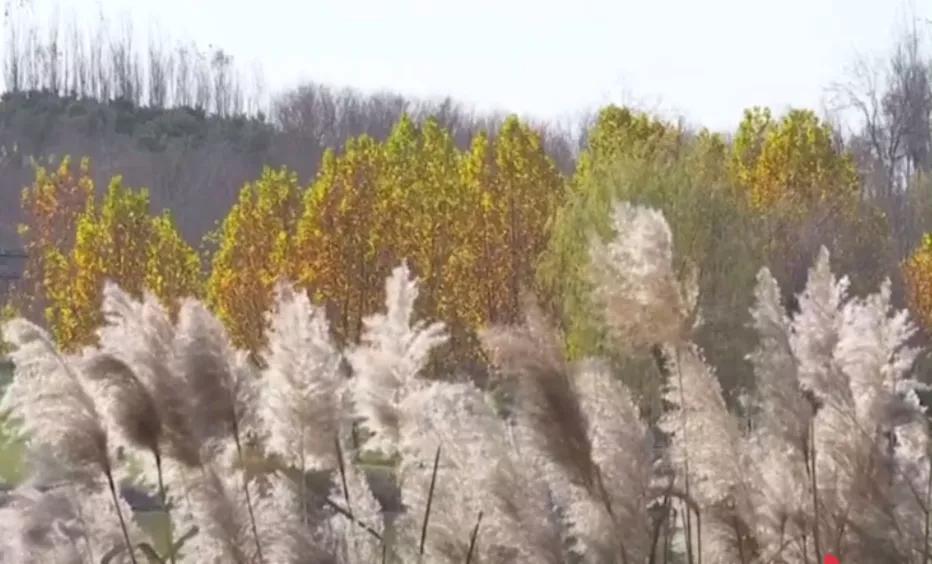 腹有诗书气自华～苏东坡说：槐花黄，应试忙；勤勉读书，未来芬芳