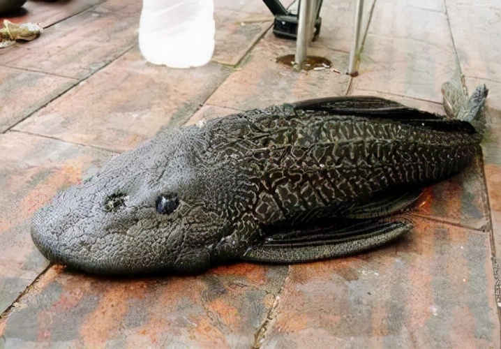 清道夫鱼为什么不能吃清道夫的养殖方法和注意事项