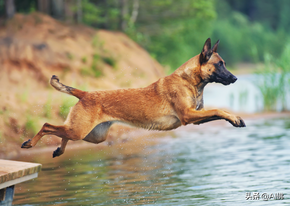 美国人评出排名前 63 最聪明的犬种