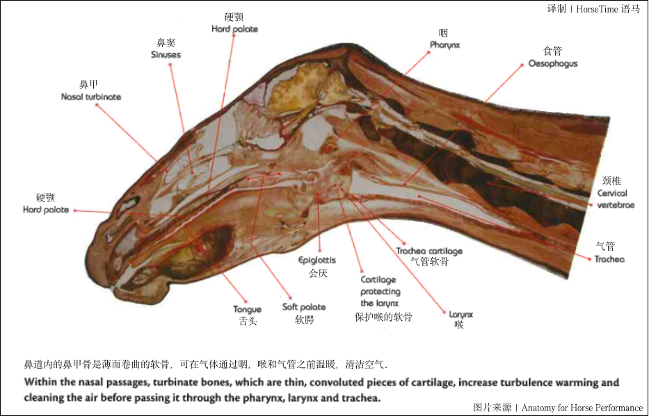 palate(马的呼吸系统组成及功能)