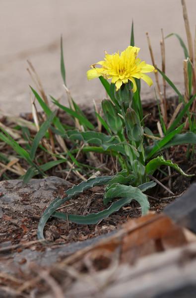 毛葱图片「东北毛葱图片」-友友