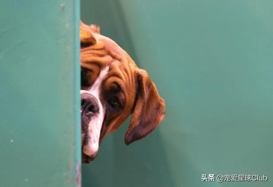 百科 | 德国拳师犬,喜欢撒娇的晚熟猛犬