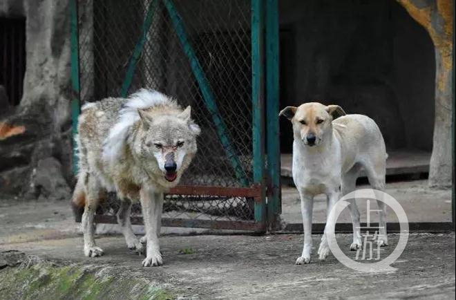武汉动物园的一只母狗陪伴公狼没有生下五年，园侧：它们之间只有纯洁的友谊