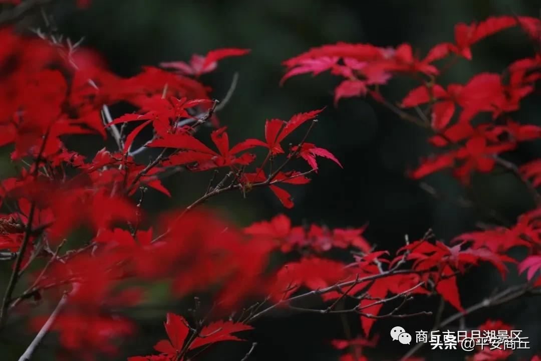 【商丘美景】红橙黄绿,赋予日月湖无限美好
