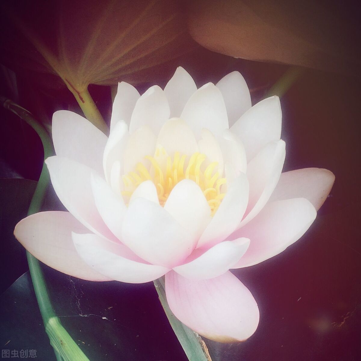 今日晨光破晓，微风轻拂笑颜绽，鸟语花香入心田。忘却昨日阴霾痕，步步生莲踏新天，美好从此刻悄然蔓延。