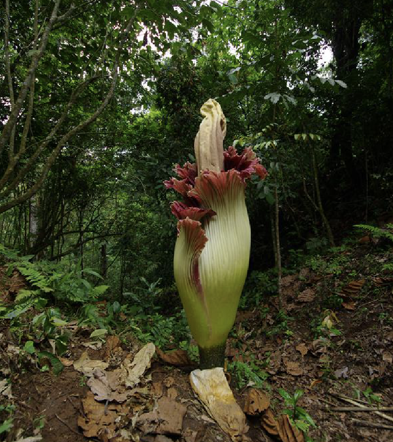 云南"尸香魔芋"开花,腥臭难闻犹如尸臭,却是为了"交配"