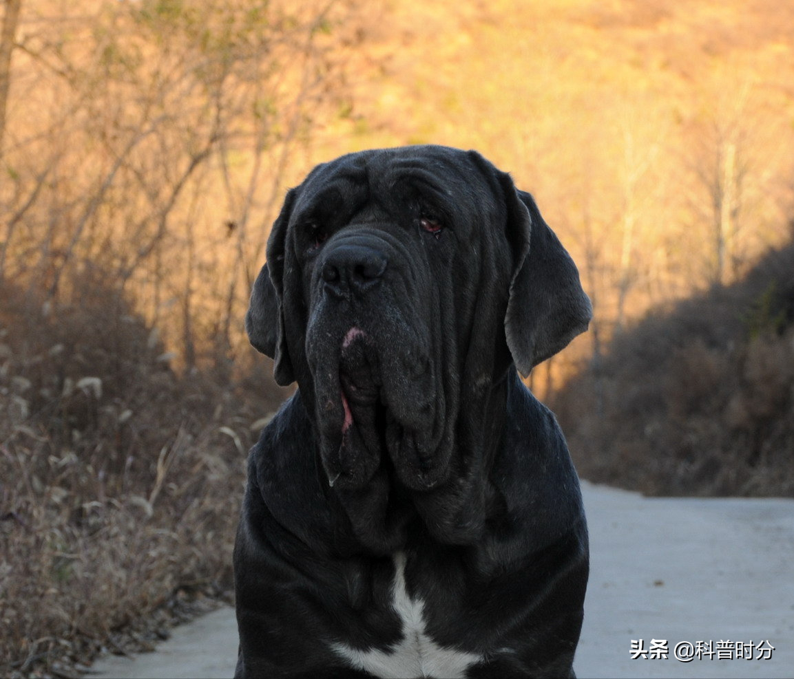 法国波尔多犬(世界上凶猛的十种狗，日本土佐犬上榜，藏獒排名第二)