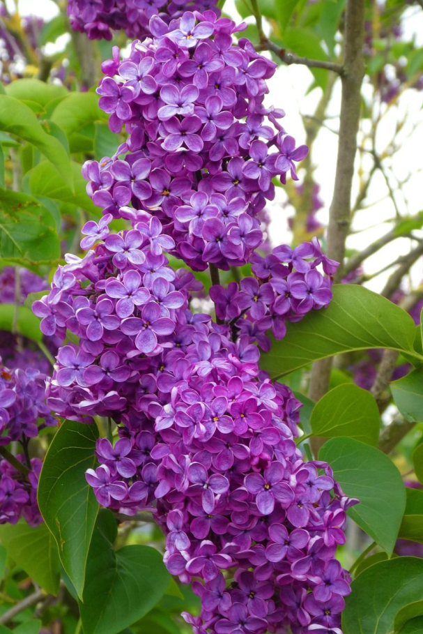 紫色山茶花花语图片