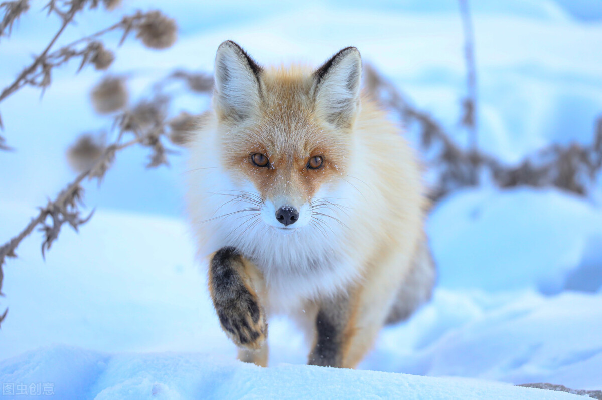 野猪肉骚臭味怎么去除(野猪杀进狼窝)