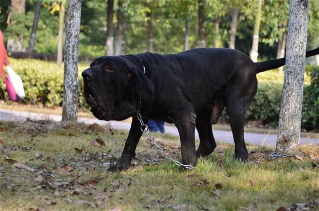 30大禁养猛犬排行榜(我国被“禁养”的10种猛犬，你以为藏獒的战斗力真的很弱吗？)