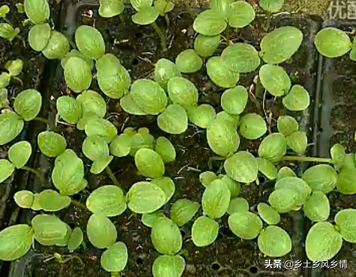 蛇豆怎么种能快出苗（蛇豆种植技术全过程）