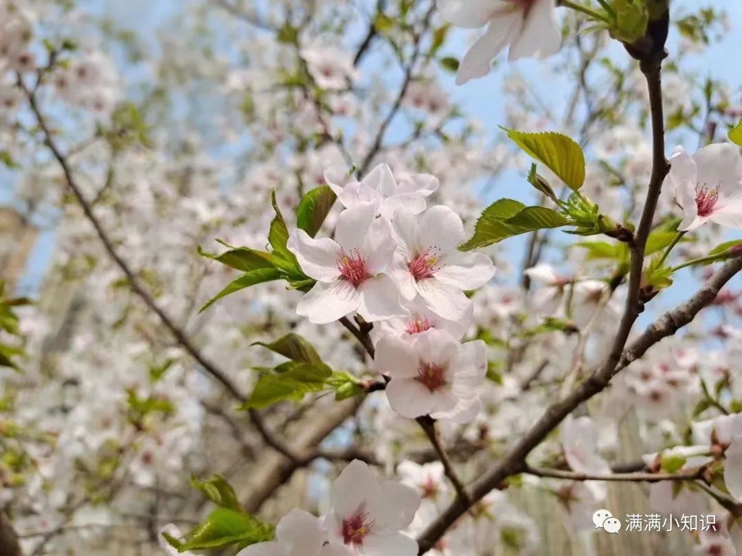 青春的气息扑面而来——校园风景