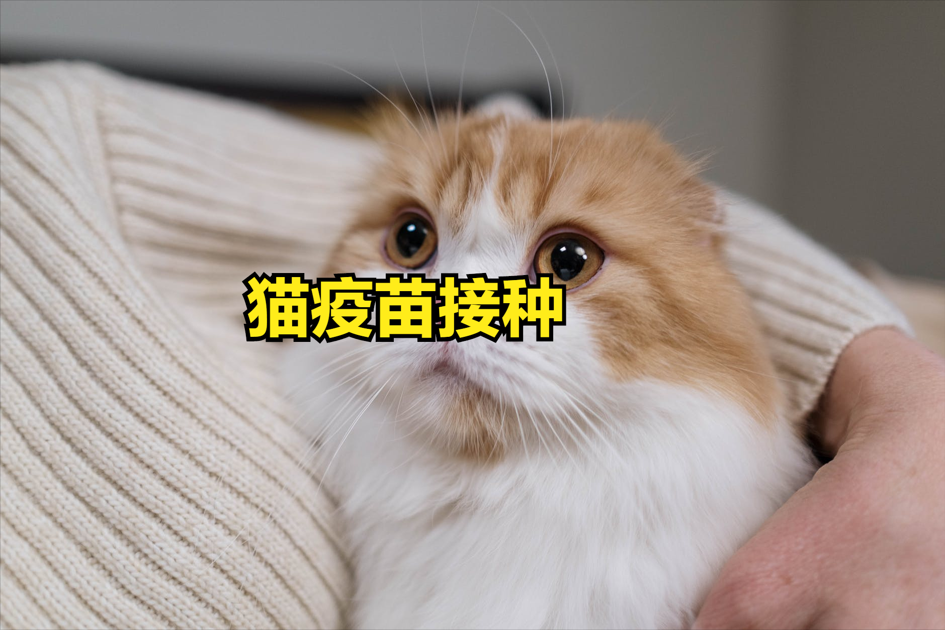 猫疫苗接种——疫苗种类及接种时间