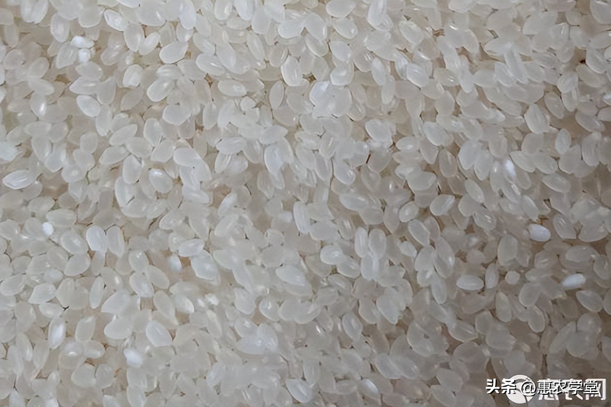 2023年1月份大米价格多少钱一斤？怎么挑选优质大米？