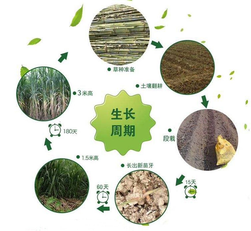 种植一次能够重复收割15年,亩产30吨,种巨菌草真的能赚钱吗?