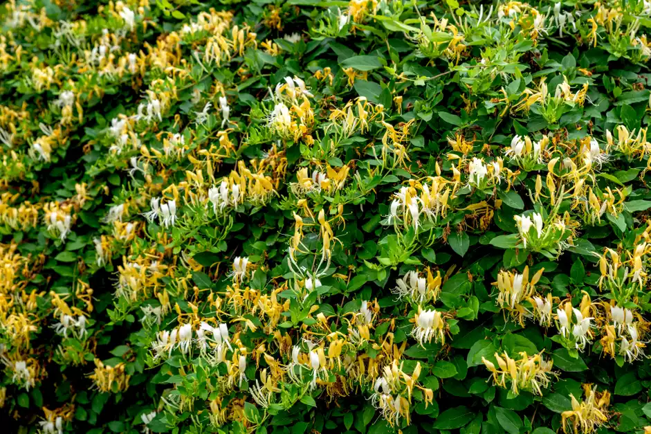 40种适合庭院花园的常见灌木植物，你认识它们吗？