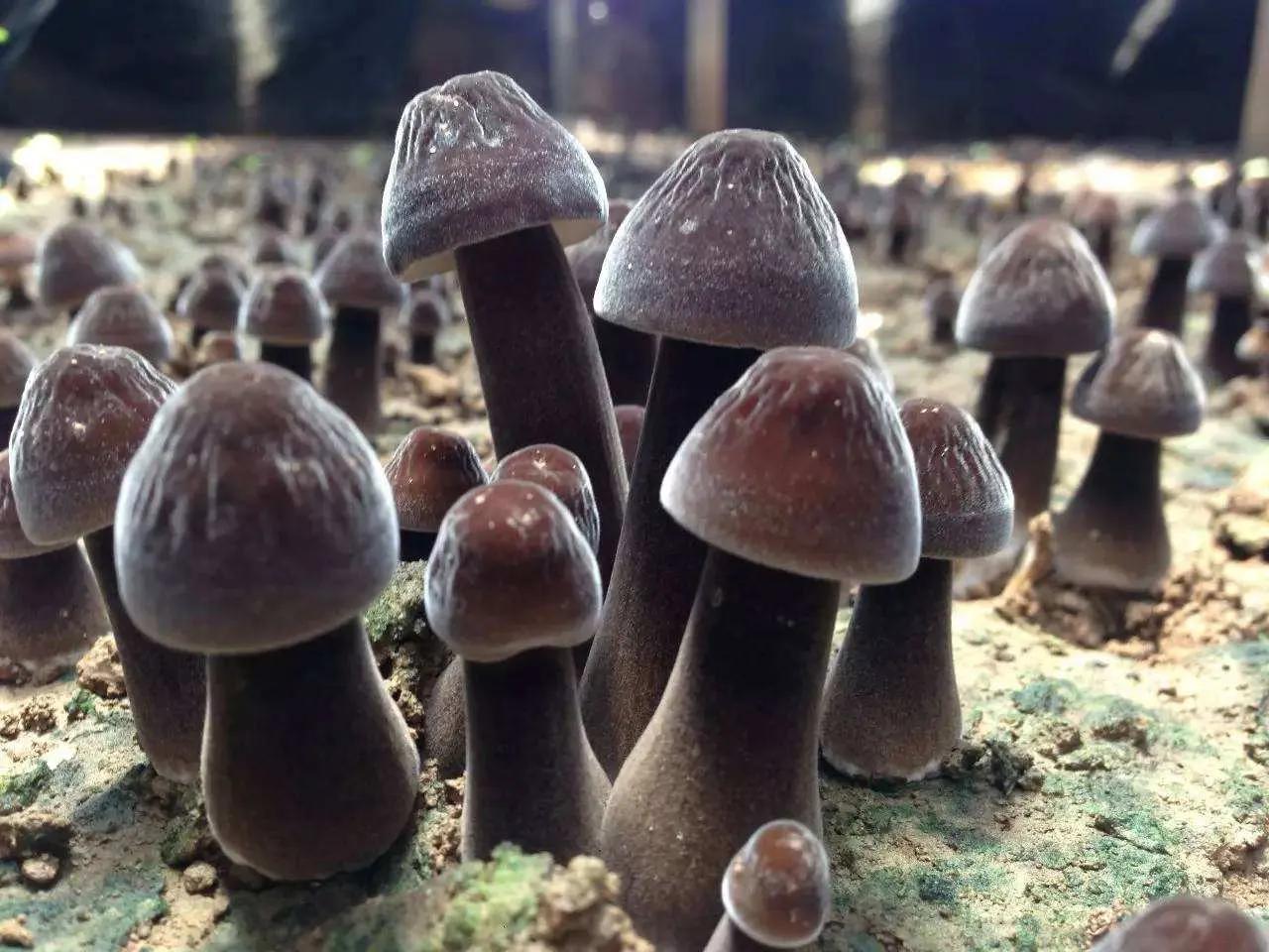 黑皮鸡枞菌今日价格行情表(黑皮鸡枞菌的功效与禁忌)-爱妻自媒体