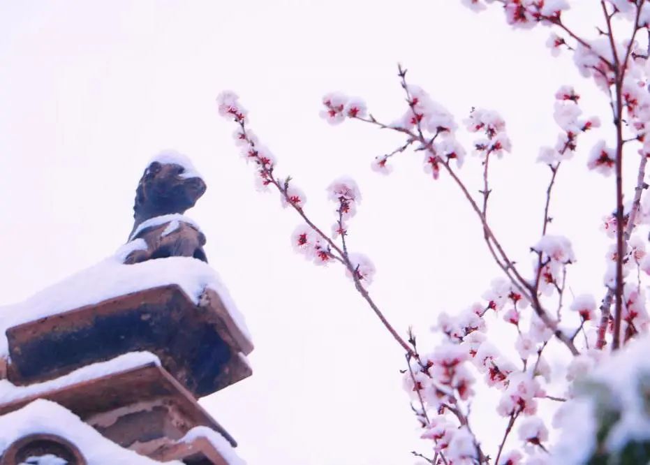 当春花遇上春雪，看京城别样的诗意与浪漫~