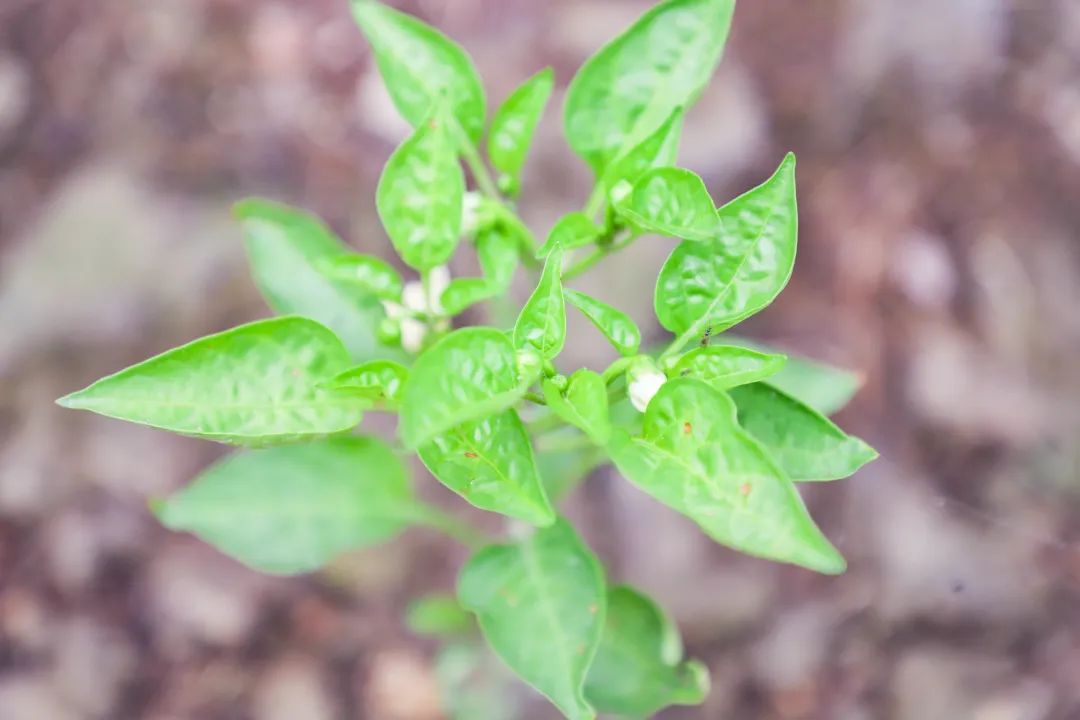 「责任教育 劳动课程」成都市双流区黄甲小学开发特色劳动种植课程