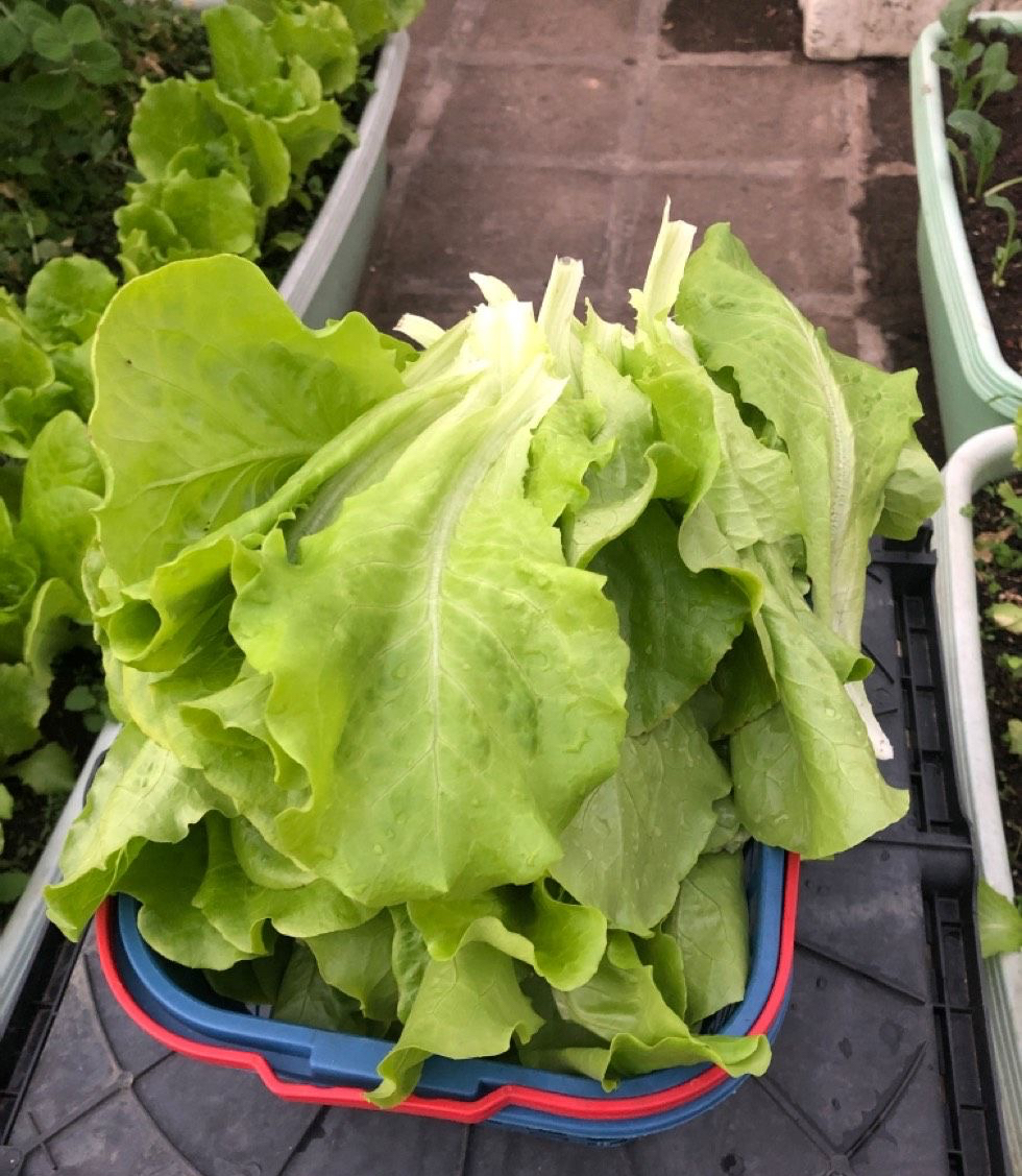 生菜种植时间和方法（在家种生菜只需要3个步骤）