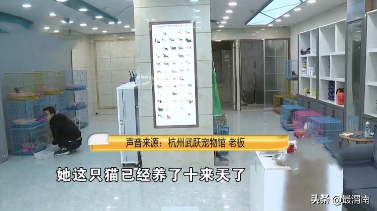 浙江一女子买到“病猫”，老板耍无赖：这是换环境的正常现象