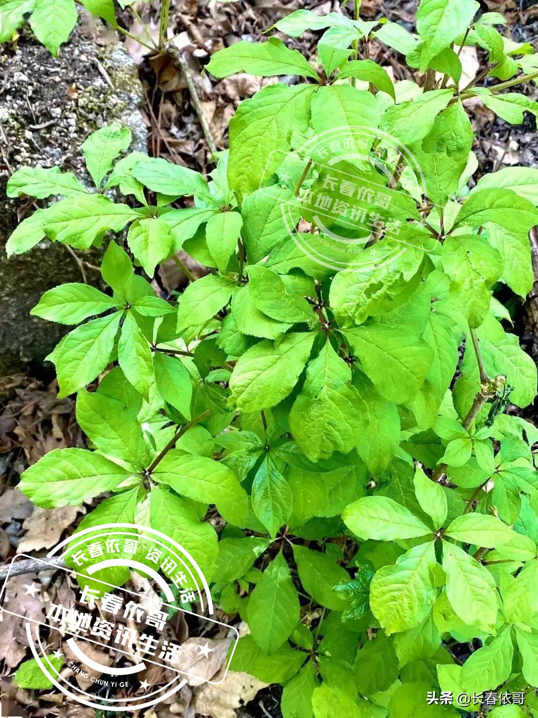 刺五加吃法大全（长白山珍品野菜刺五加科普）