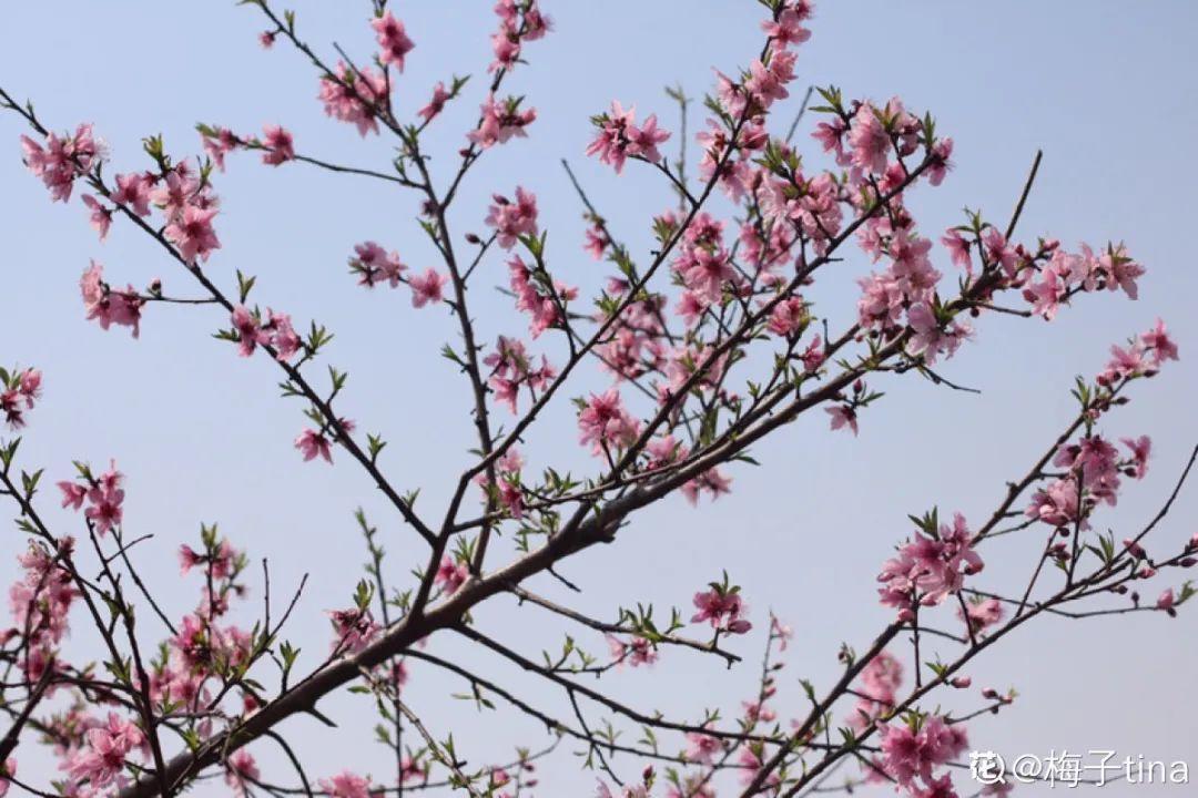什么花不适合在家里养?(不适合在家里养的八种不