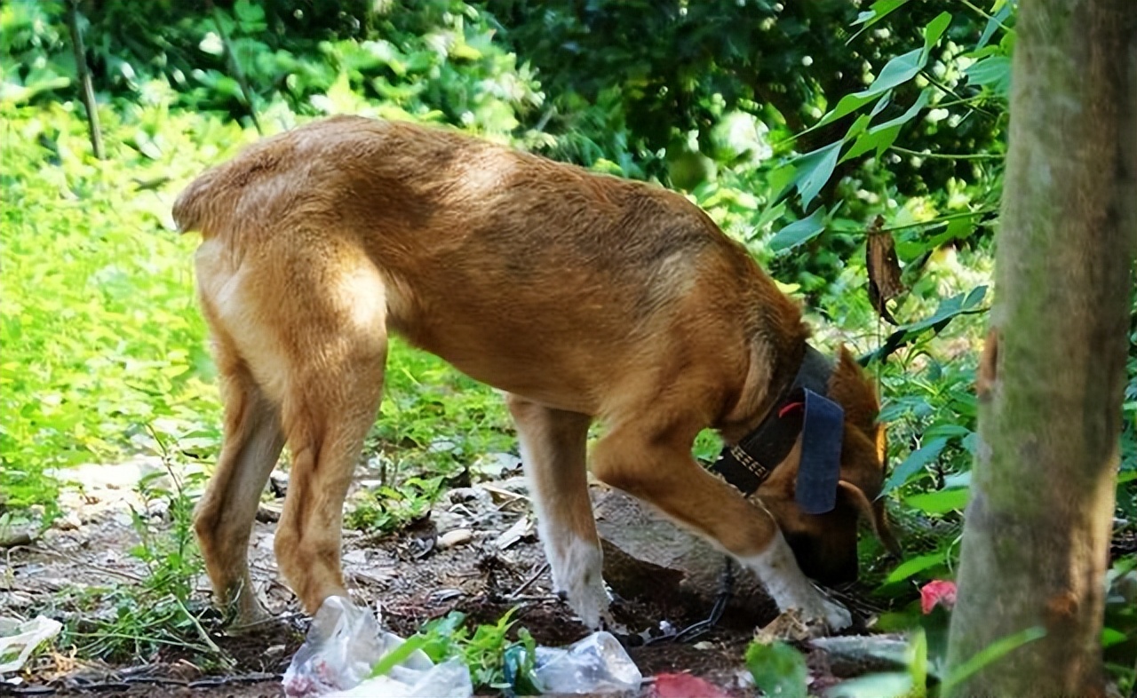 小狗几天断尾最好(盘点那些狗断尾的原因)